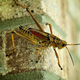 Illustration for article titled Shooting Challenge: Bugs Gallery (Part 5)